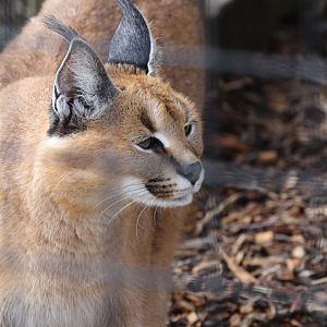 Caracal
