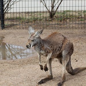 Red Kangaroo
