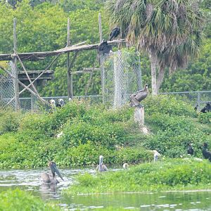 Brown Pelicans & wild birds (2016)