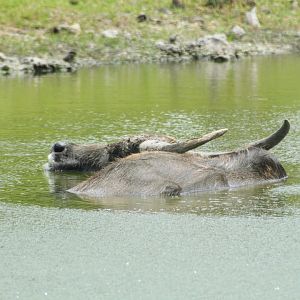 Domestic Water Buffalo (2016)