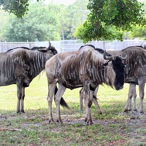 Common Wildebeest  (2016)