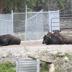 Domestic Water Buffalo (2016)