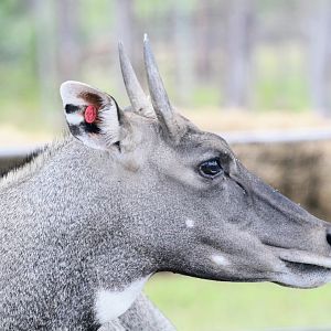 Nilgai (2016)
