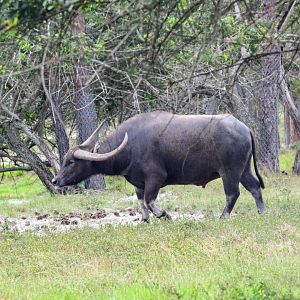 Domestic Water Buffalo (2016)