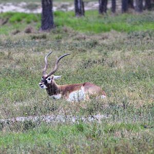 Blackbuck (2016)