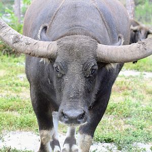 Domestic Water Buffalo (2016)