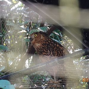 Tawny Fish Owl (Ketupa flavipes)