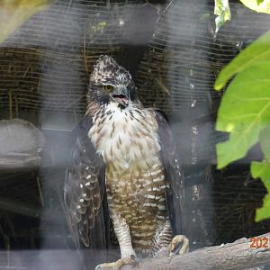 Mountain Hawk-eagle (Nisaetus nipalensis)