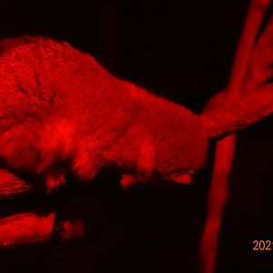 Fat-tailed Dwarf Lemur (Cheirogaleus medius)