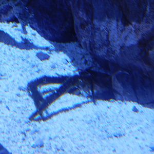 ID? Squat Lobster ID?