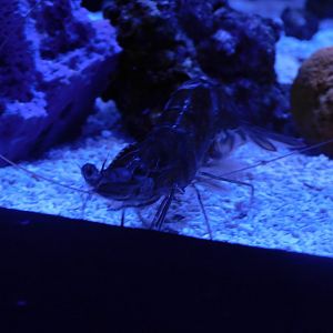 Shrimp ID?