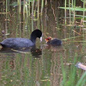 European coot with chick