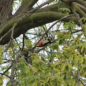 Greater spotted woodpecker