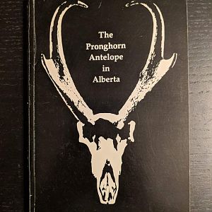 The Pronghorn Antelope in Alberta