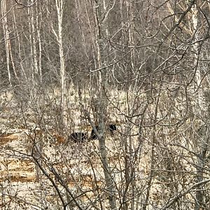 Black Bear Sow and Cub - Alaska