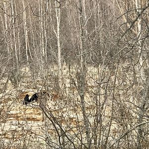 Black Bear Sow and Cub - Alaska
