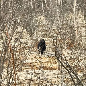Black Bear Sow with Cub - Alaska