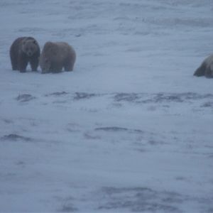 Brown Bears - Alaska