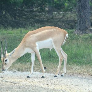Blackbuck (2016)