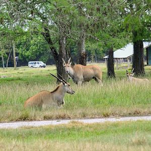 Common Eland (2016)