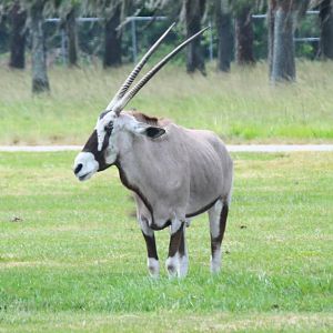 Gemsbok (2016)