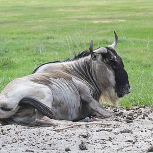Common Wildebeest (2016)