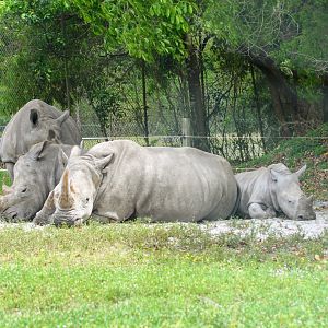 Southern White Rhinoceros (2016)