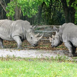 Southern White Rhinoceros (2016)