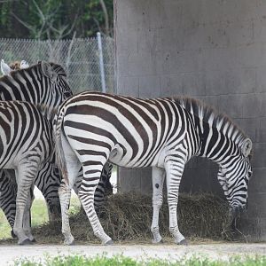 Plains Zebra (2016)