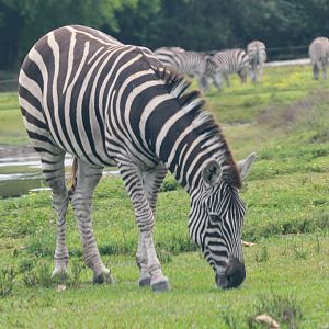 Plains Zebra (2016)