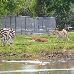 Jackson's Hartebeest & Plains Zebra (2016)