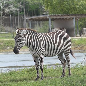 Plains Zebra (2016)