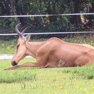 Jackson's Hartebeest (2016)