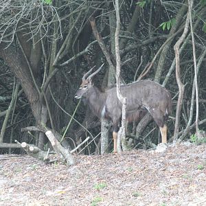 Lowland Nyala (2016)