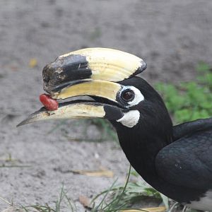 Oriental Pied Hornbill (2016)