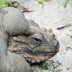 Rhinoceros Iguana (2016)