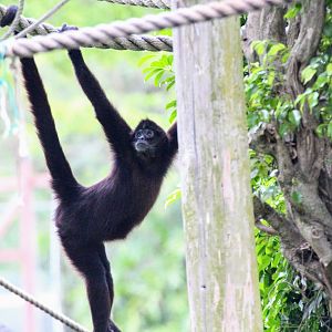 Colombian Black-headed Spider Monkey (2016)