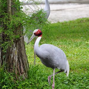 Sarus Crane (2016)