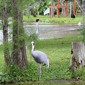 Sarus Crane & Siamang islands