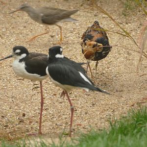 Cottage Aviary, May 2021