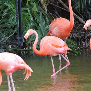 American Flamingo (2016)