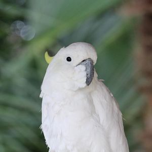 Aru Island Sulphur-crested Cockatoo (2016)