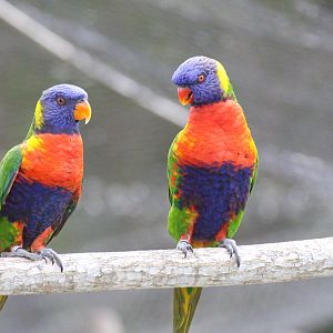 Australian Rainbow Lorikeet (2016)
