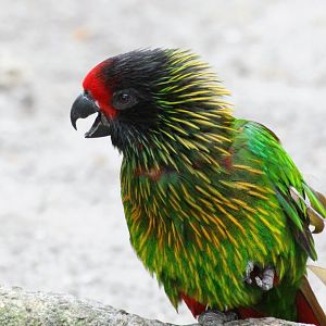 Yellow-streaked Lory (2016)