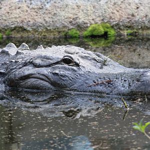 American Alligator (2016)