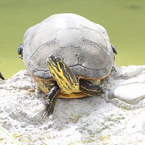 Peninsula Cooter (2016)