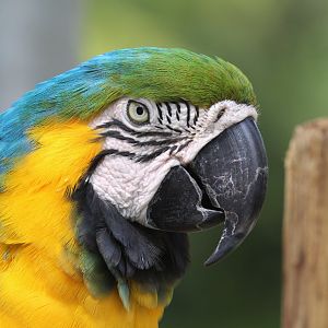 Blue-and-Yellow Macaw (2016)