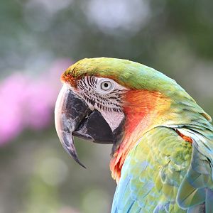 hybrid macaw (2016)