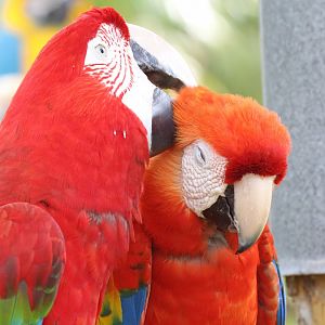 Red-and-Green Macaw & Scarlet Macaw (2016)