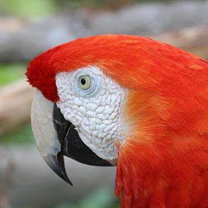 Scarlet Macaw (2016